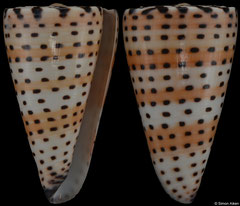 Conus litteratus (Madagascar, 59,8mm) F+++ €14.00