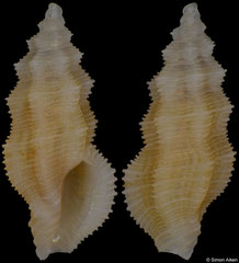 Pseudorhaphitoma sp. (Philippines, 5,0mm)