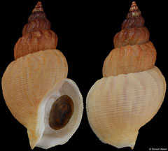 Buccinum plectrum (Alaska, 62,1mm)