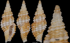 Pseudodaphnella sp. (Philippines, 6,5mm)