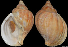 Pyrulofusus deformis (Bering Sea, Russia, 81,0mm)