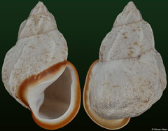 Auris bilabiata (Brazil, 47,7mm)
