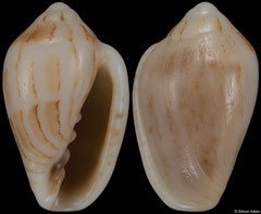 Marginella nigromaculata (South Africa, 11,1mm) F++ €7.00 (specimens for sale are 11mm and are of the same quality as the specimen illustrated)
