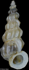 Opalia burchorum (Philippines, 9,7mm)