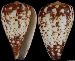 Conus alexandrinus (Angola, 15,1mm) F++ €16.00 (specimens for sale are c.15mm and are of the same quality as the specimen illustrated)
