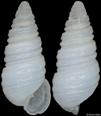 Oscilla sp. (Madagascar, 5,0mm) F++ €4.00 (specimens for sale are 4-5mm and are of the same quality as the specimen illustrated)