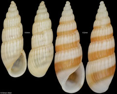 Mormula philippiana (Philippines, 6,8mm, 8,2mm)