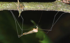 Crane fly (Cylindrotoma sp.), York, UK