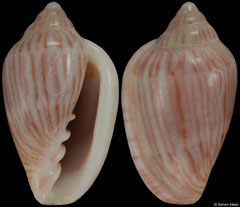 Marginella geraldi (South Africa, 14,5mm)