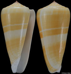 Conus consors (Philippines, 73,0mm)