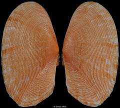 Gari maculosa (Madagascar, 38,9mm)