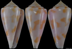 Conus bruuni (New Caledonia, 36,0mm)