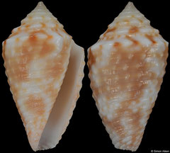 Conus damasomonteiroi (Brazil, 14,2mm) F++ €58.00