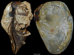 EtheEtheria elliptica (Lake Victoria, Uganda, 61,4mm)ria elliptica (Lake Victoria, Uganda, 61,4mm)