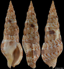 Colubraria ceylonensis (Philippines, 63,6mm)