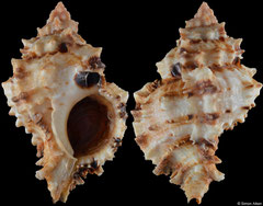 Phyllonotus peratus (Pacific Mexico, 64,0mm)
