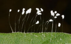 Lacewing (Neuroptera sp.) eggs, Broome, Western Australia