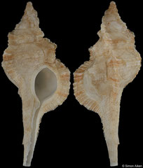 Vokesimurex bazarutensis (South Africa, 46,4mm)