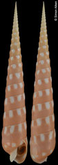 Terebra guttata (Philippines, 144,9mm)