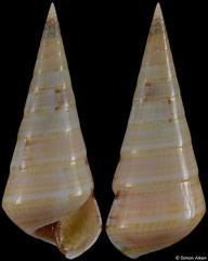 Niso excolpa (Pacific Panama, 19,3mm)