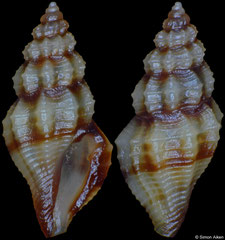 Guraleus sp. (Philippines, 5,2mm)