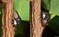 Treehopper (Membracidae sp.), Broome, Western Australia