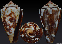 Conus cf. cargilei (Brazil, 18,8mm)