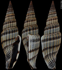 Vexillum lyratum (Madagascar, 47,7mm)