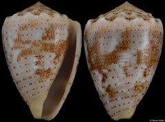 Conus coronatus (Madagascar, 34,7mm) F+++ €6.00