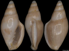 Dentimargo contabulata (France, 4,5mm) Lutetian fossil