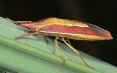 ?, Chomthong, Bolikhamsai Province, Laos