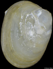 Altenaeum charcoti (South Shetland Islands, 2,1mm)