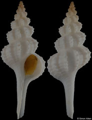 Vermeijius pallidus (Rowley Shoals, Western Australia, 58,0mm)