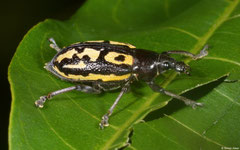 Weevil (Curculionidae sp.), Loma Catalina, Dominican Republic