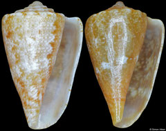 Conus rutilus form 'smithi' (Western Australia, 10,7mm, 10,5mm)