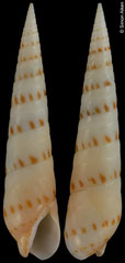 Oxymeris felina (Philippines, 50,3mm)