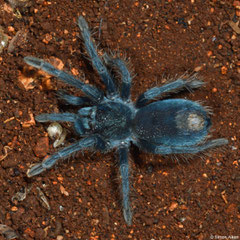 Tarantula (Phormictopus sp.), Manuel Goya, Pedernales peninsula, Dominican Republic