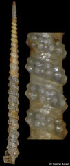 Inella asperrima (Philippines, 14,8mm)