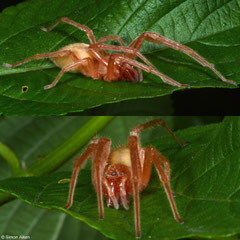 Orbweaver (Araneidae sp.), Balut Island, Philippines