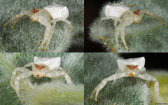 White crab spider (Thomisus spectabilis), Broome, Western Australia