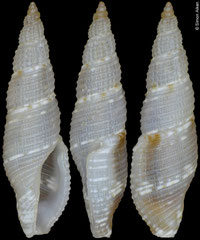 Kuroshiodaphne supracancellata (Philippines, 10,8mm)