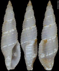 Kuroshiodaphne supracancellata (Philippines, 10,8mm)