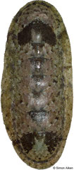 Stenoplax limaciformis (Pacific Panama, 24,9mm)