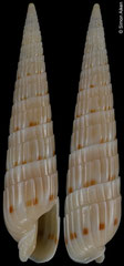 Duplicaria faustinatoi (Madagascar, 40,6mm) paratype 10 F+++ €90.00