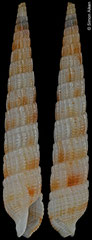 Myurellopsis albabrunnea (Philippines, 20,9mm) F+ €42.00
