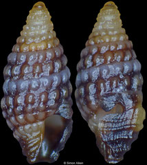 Carinapex minutissima (Philippines, 3,2mm) F++ €1.00 (specimens for sale are 3-4mm and are of the same quality as the specimen illustrated)