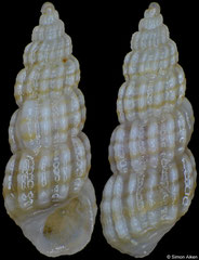 Pyramidellidae sp. (Philippines, 5,3mm)