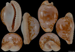 Cypraea connelli (South Africa, 27,4mm)