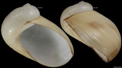 Coriocella nigra (Madagascar, 43,5mm, 44,1mm) F++ €16.00 (specimens for sale are 40-44mm and are of the same quality as the specimens illustrated)