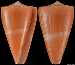 Conus daucus (Dominican Republic, 30,6mm)